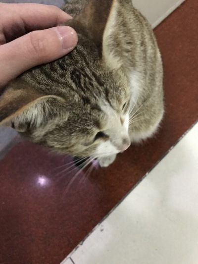 喵呜