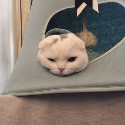 Daisy妤故の猫 小奶猫 可爱 猫星人