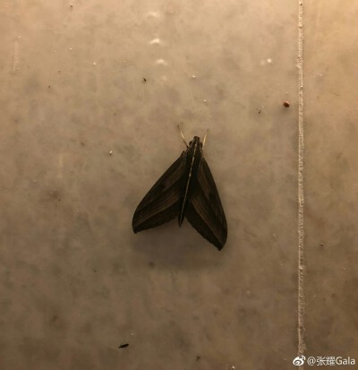 张耀.Gala