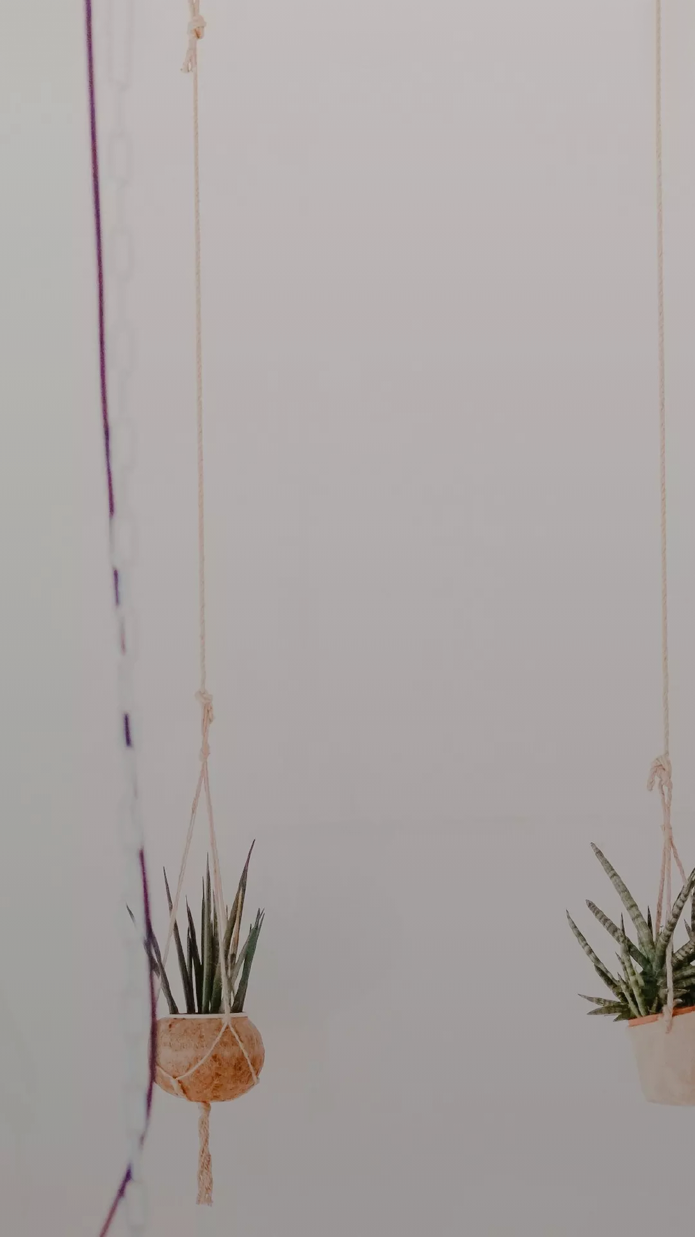 小植株 壁纸