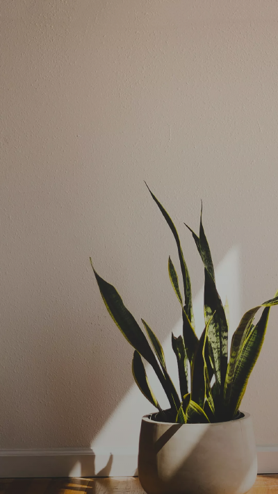 小植株 壁纸