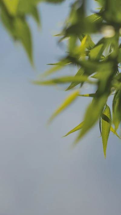 植物 唯美 自然风景 高清壁纸