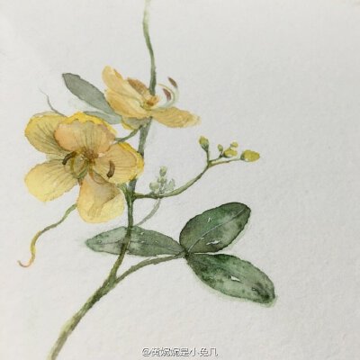 具体绘画过程图见vb：黄婉婉是小兔几 dy：584577978