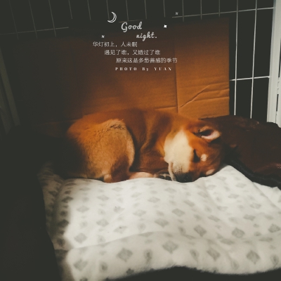 柴犬萌萌