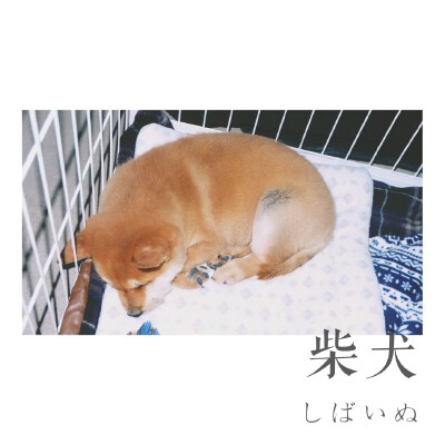 柴犬萌萌