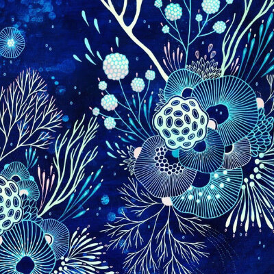 海葵