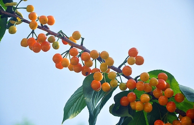 电脑壁纸