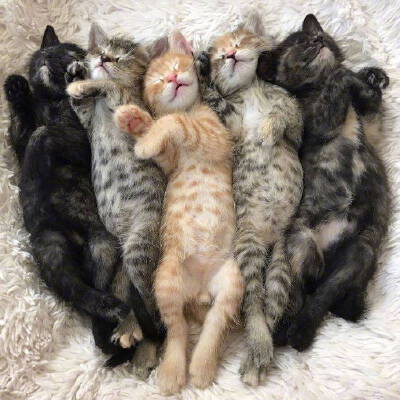猫咪