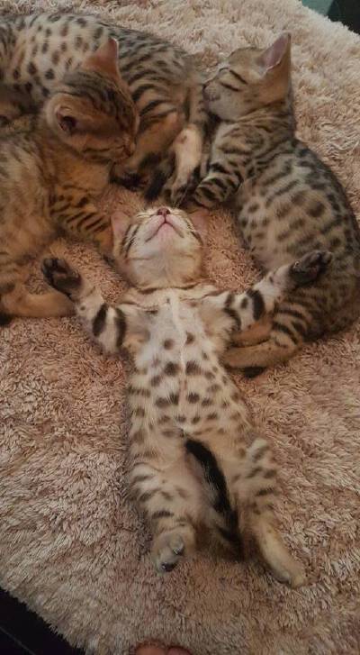 猫咪
