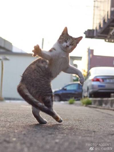 猫咪