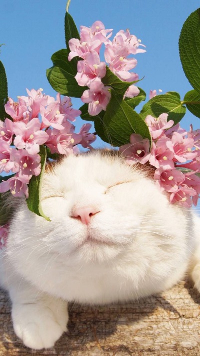 猫咪