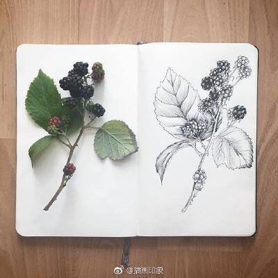 植物速写~【插画师：Courtney Roth】 ​
