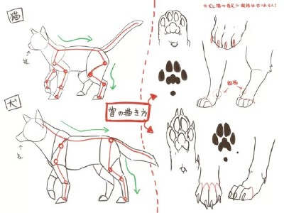 动物