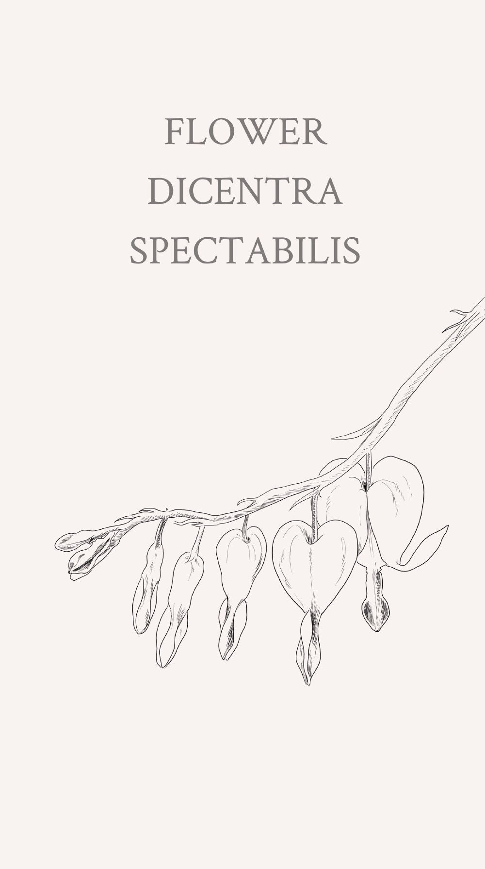 滴血的心（bleeding heart）：学名荷包牡丹 Dicentra spectabilis，原产于中国北部，花如荷包、叶似牡丹、多为桃红色与白色的复色花，花形玲珑叶丛错落。因其形似心脏，英文也称之为 Bleeding heart。花语是答应追求，答应求婚的意思。
