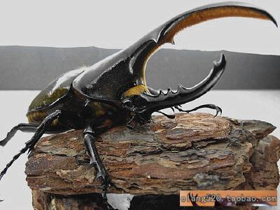 虫