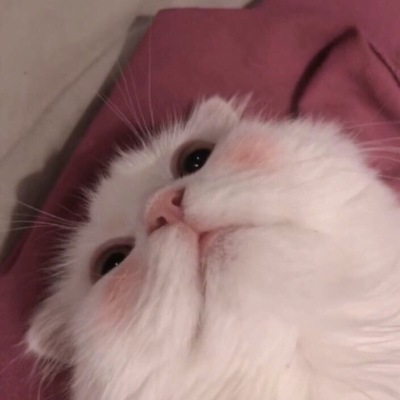 小可爱