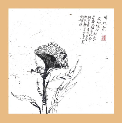 鸡冠花
