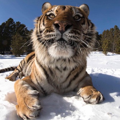 tiger$