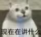 憨憨猫