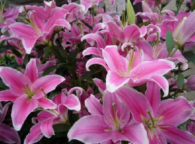 百合花