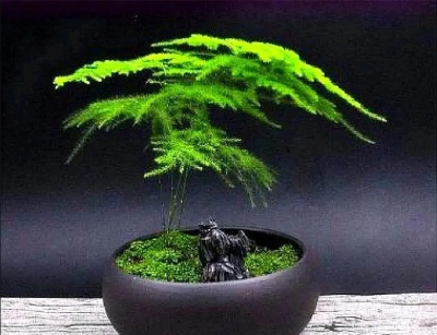 绿植