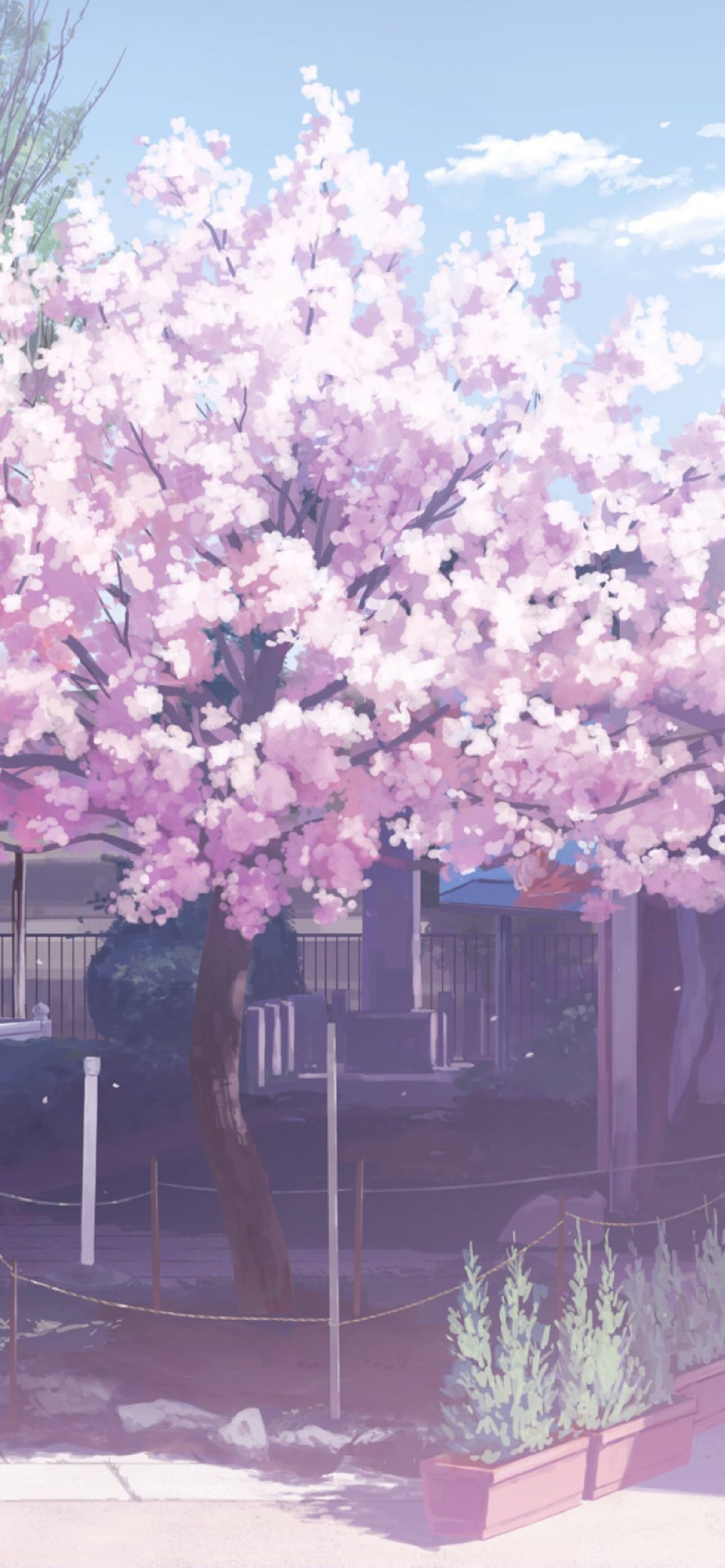 【樱花。语】