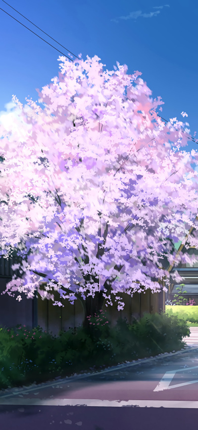 【樱花。语】