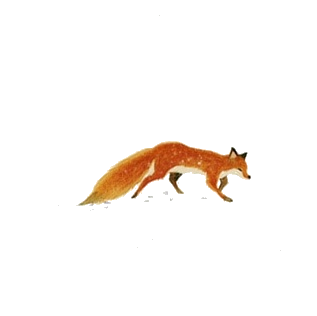 免扣狐狸