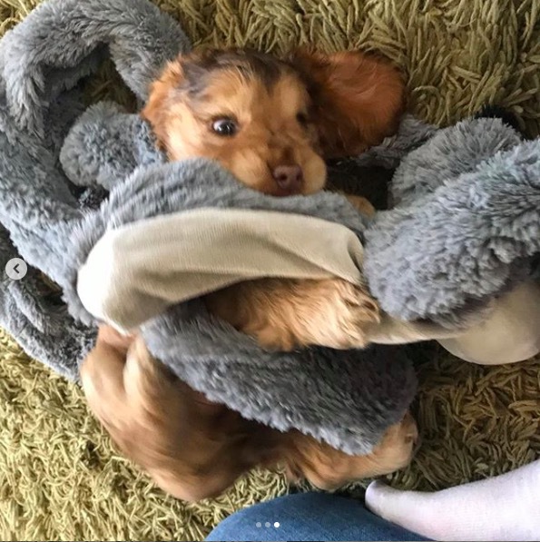 可卡犬Winnie