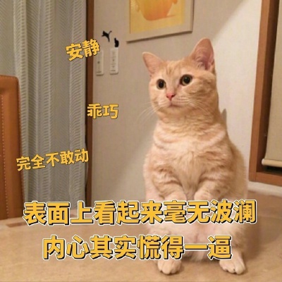 猫咪
沙雕