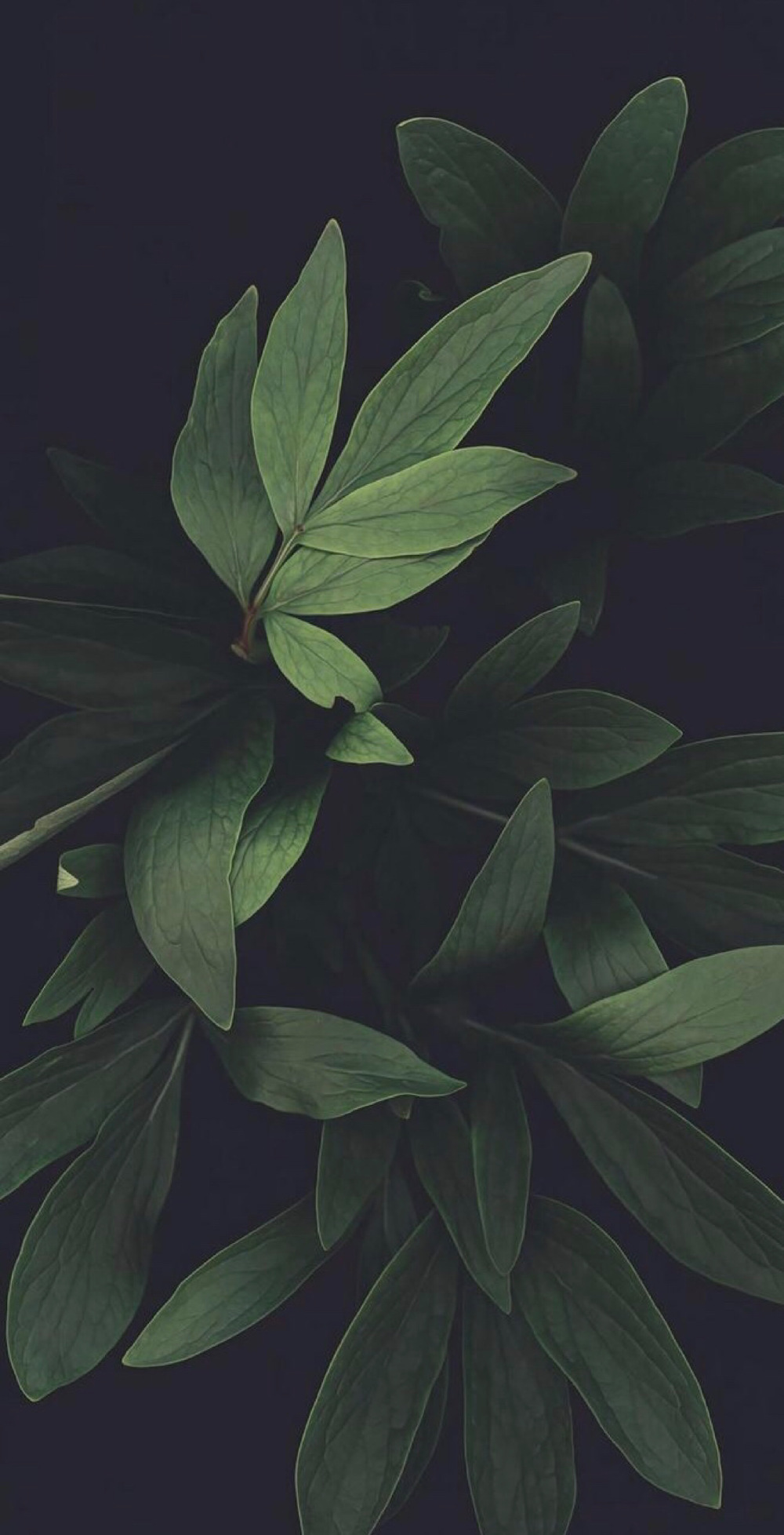 壁纸