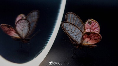 菲儿立体刺绣 – 玫瑰水晶眼蝶
