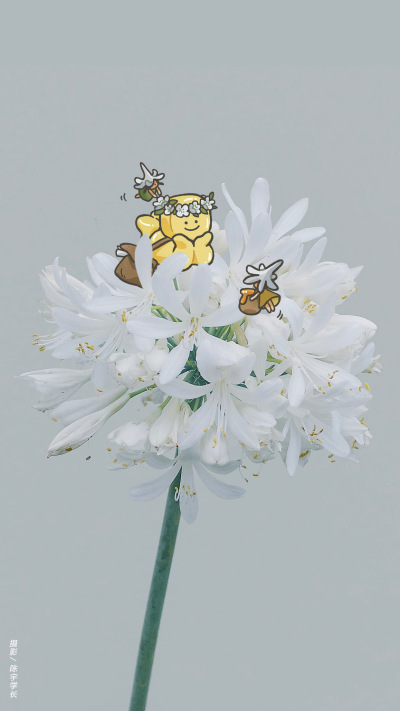 手机壁纸