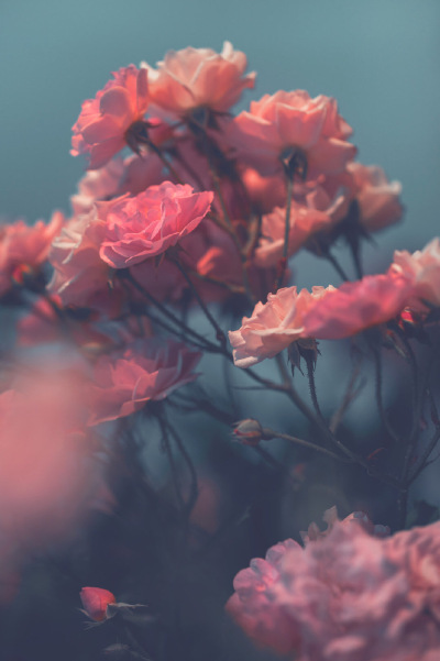 by Denny Bitte ​​​